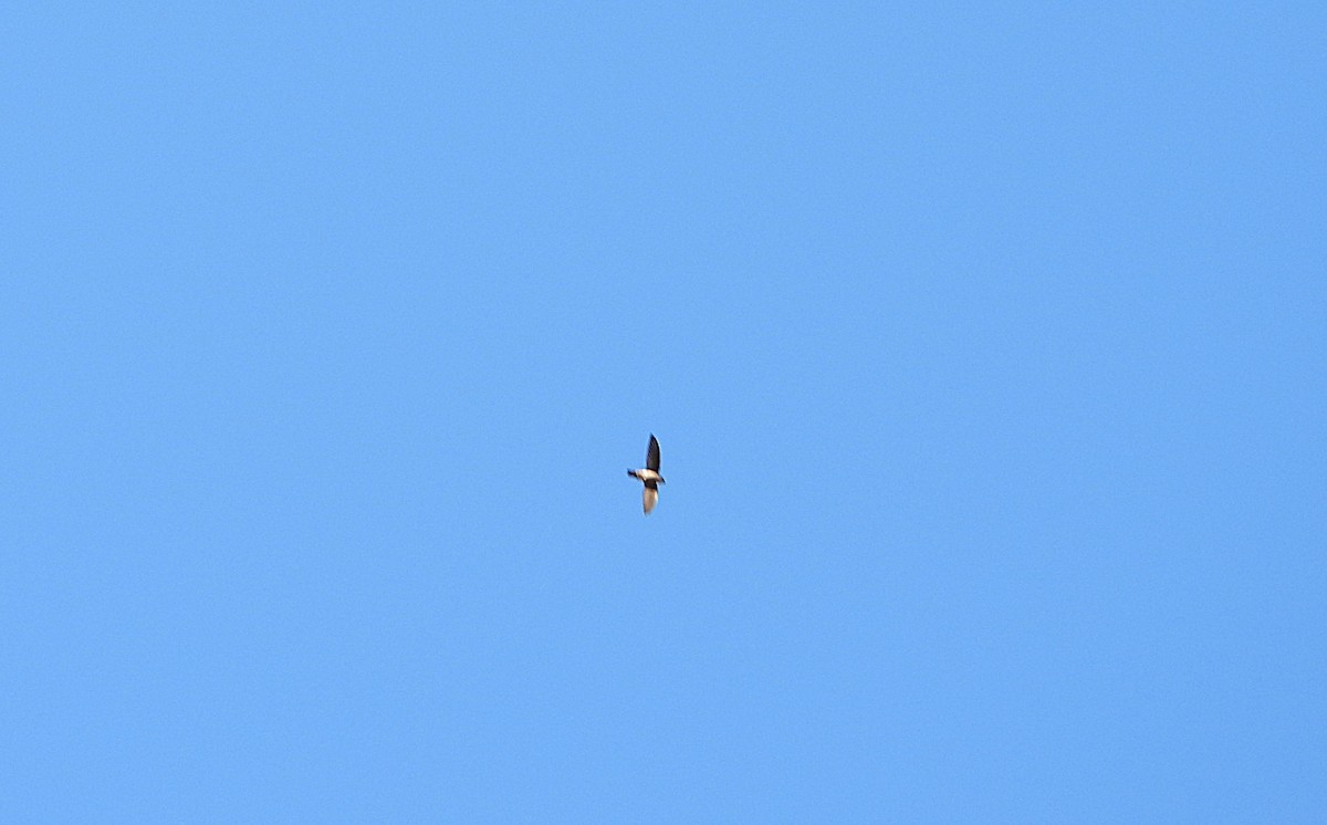 Australian Swiftlet - ML641643265