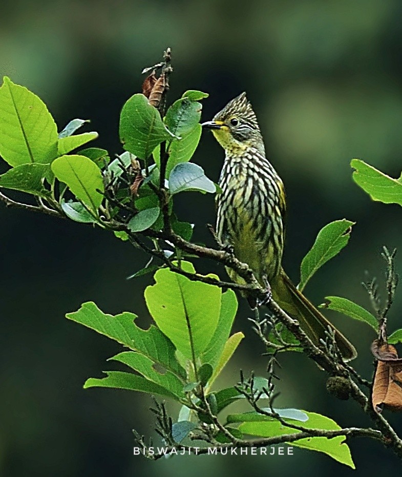 Striated Bulbul - ML641643266