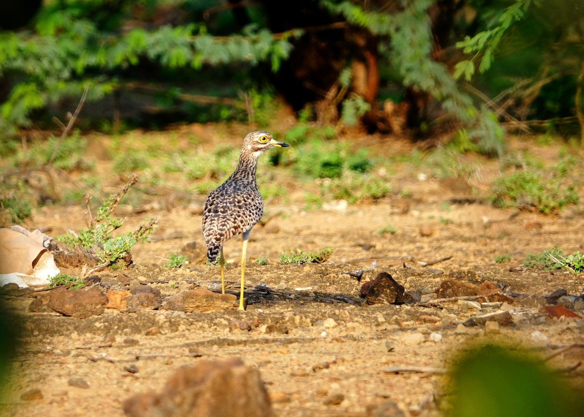 Spotted Thick-knee - ML641643269
