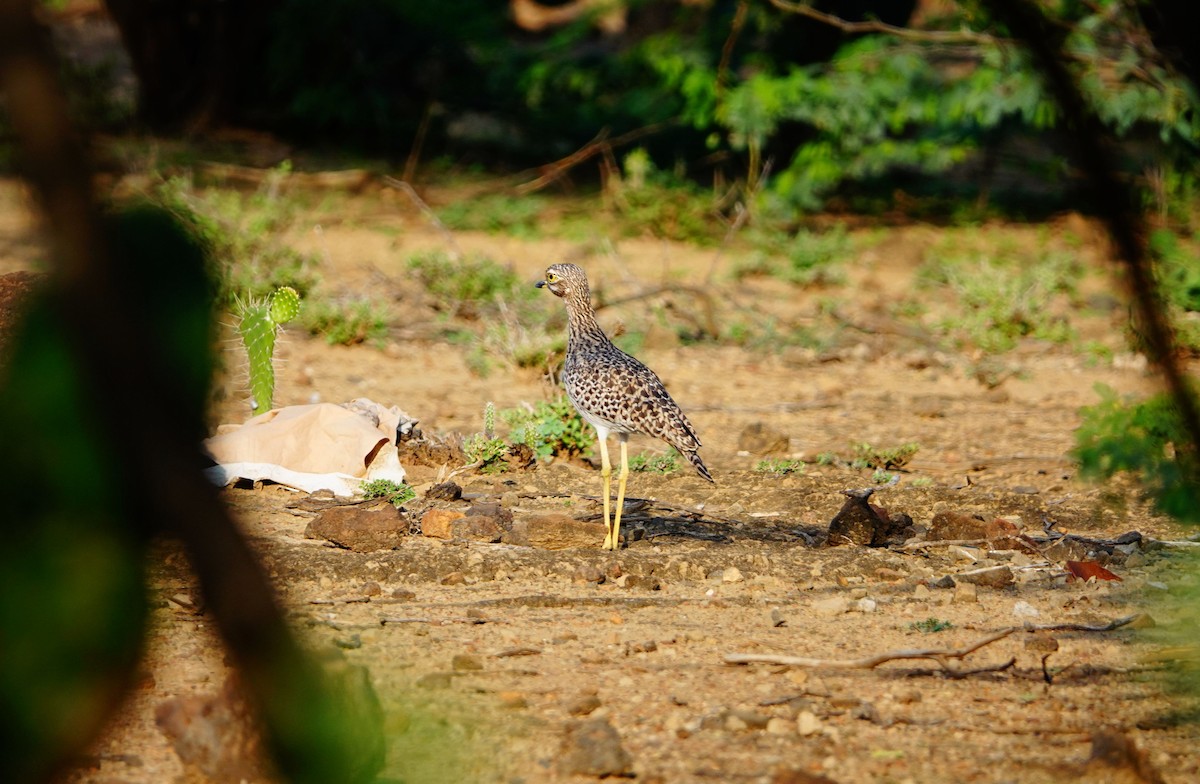 Spotted Thick-knee - ML641643270