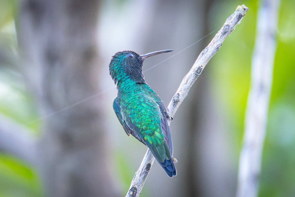 Shining-green Hummingbird - ML641643278