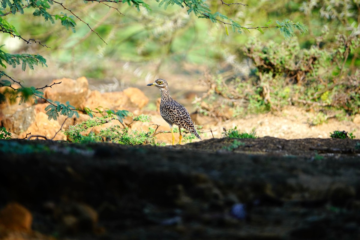 Spotted Thick-knee - ML641643304