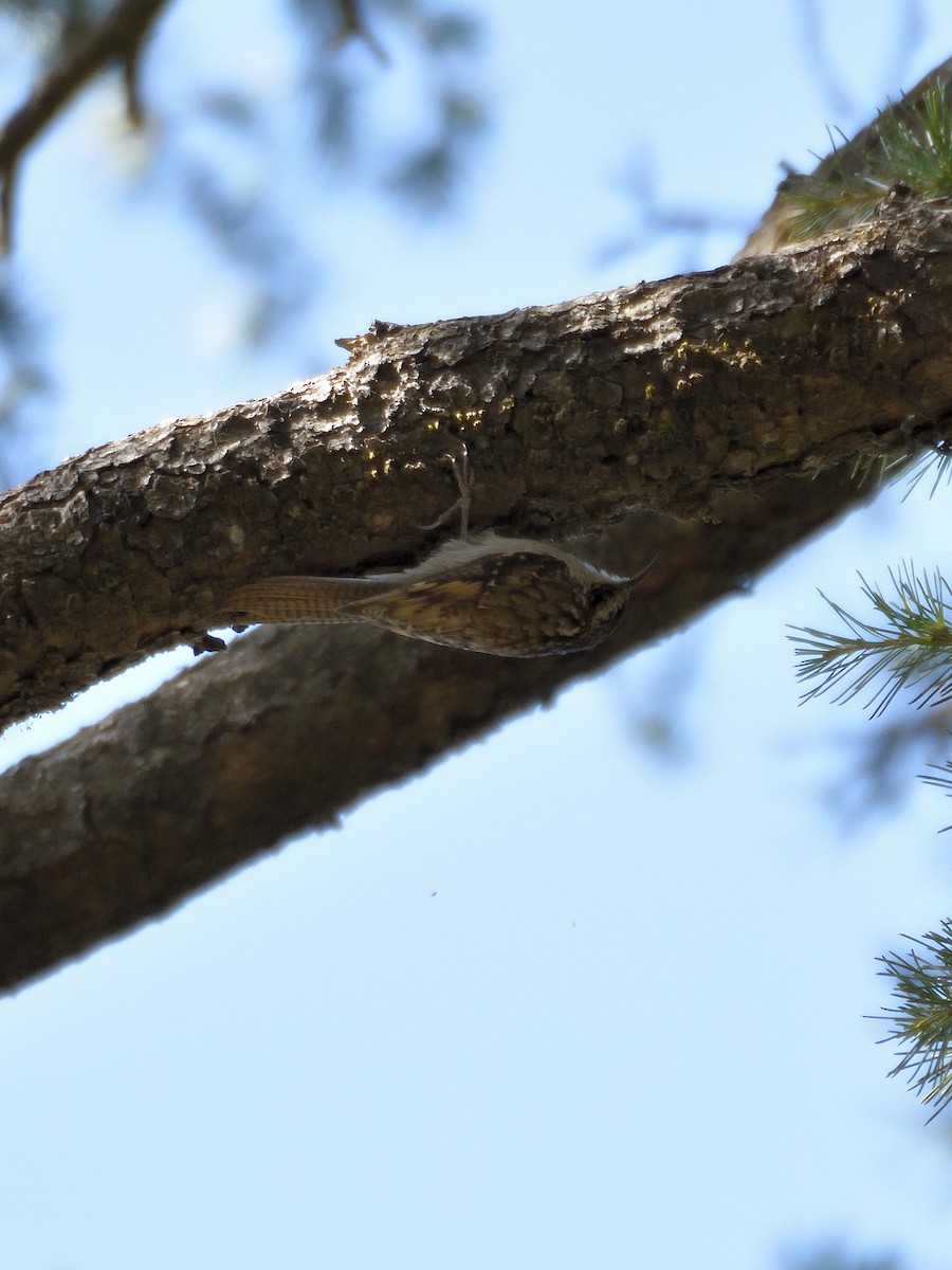 Bar-tailed Treecreeper - ML641643306