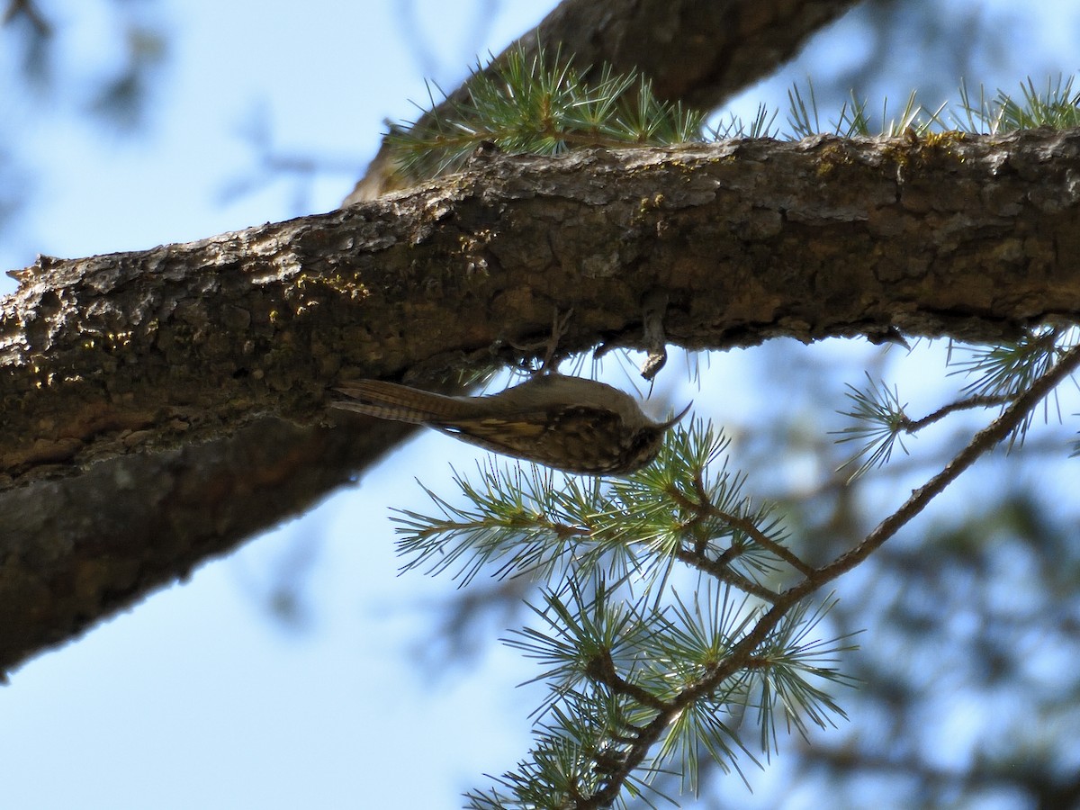 Bar-tailed Treecreeper - ML641643307