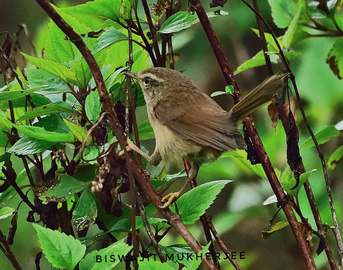 Brownish-flanked Bush Warbler - ML641643309