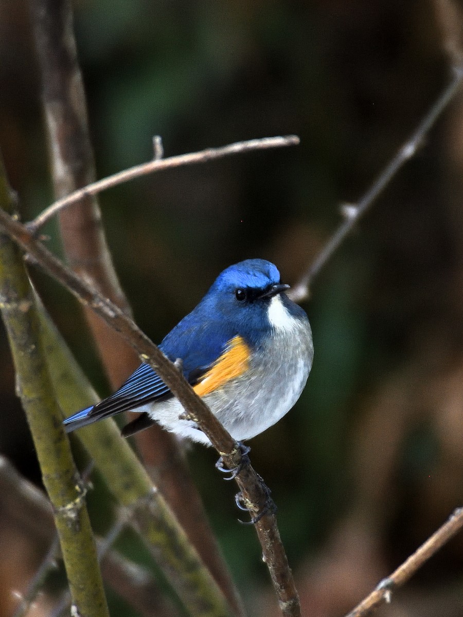 Robin de l'Himalaya - ML641643328