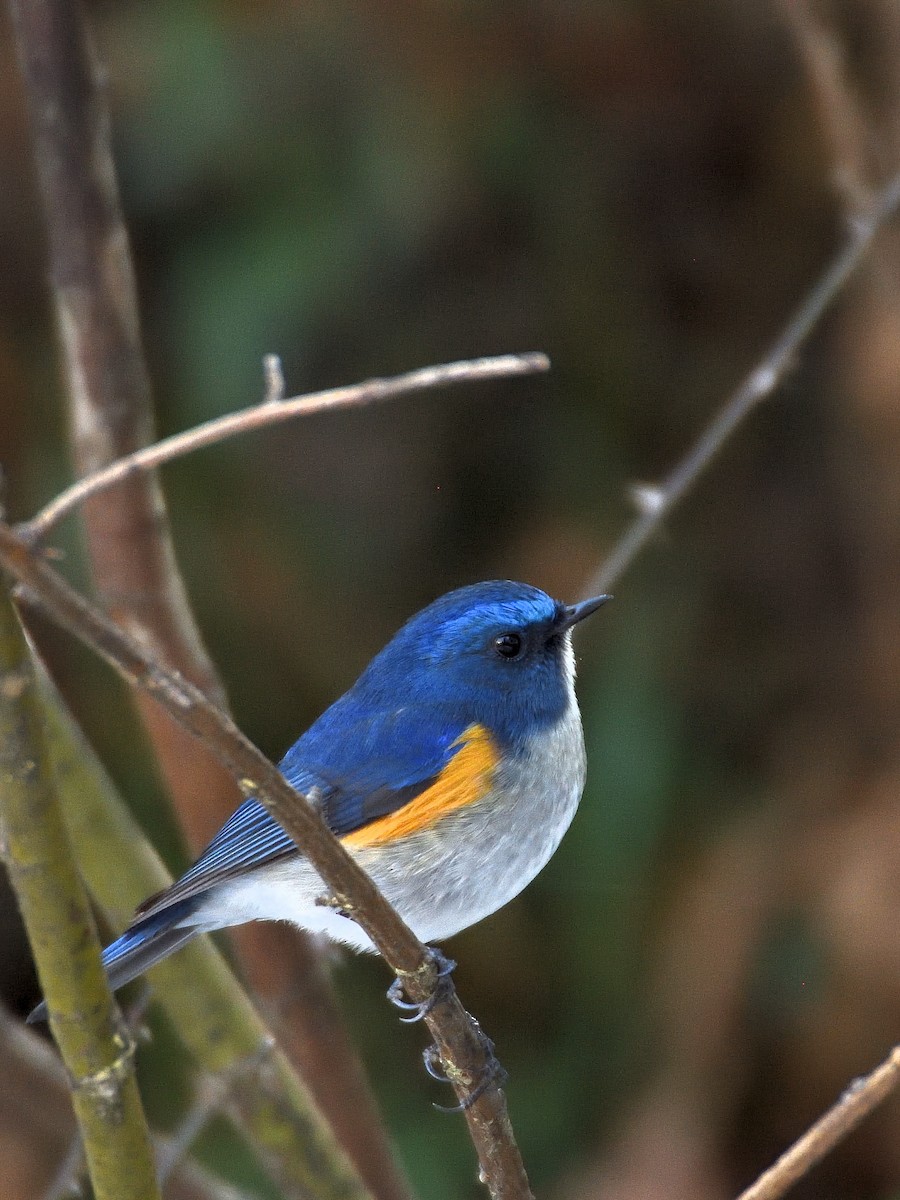 Robin de l'Himalaya - ML641643330