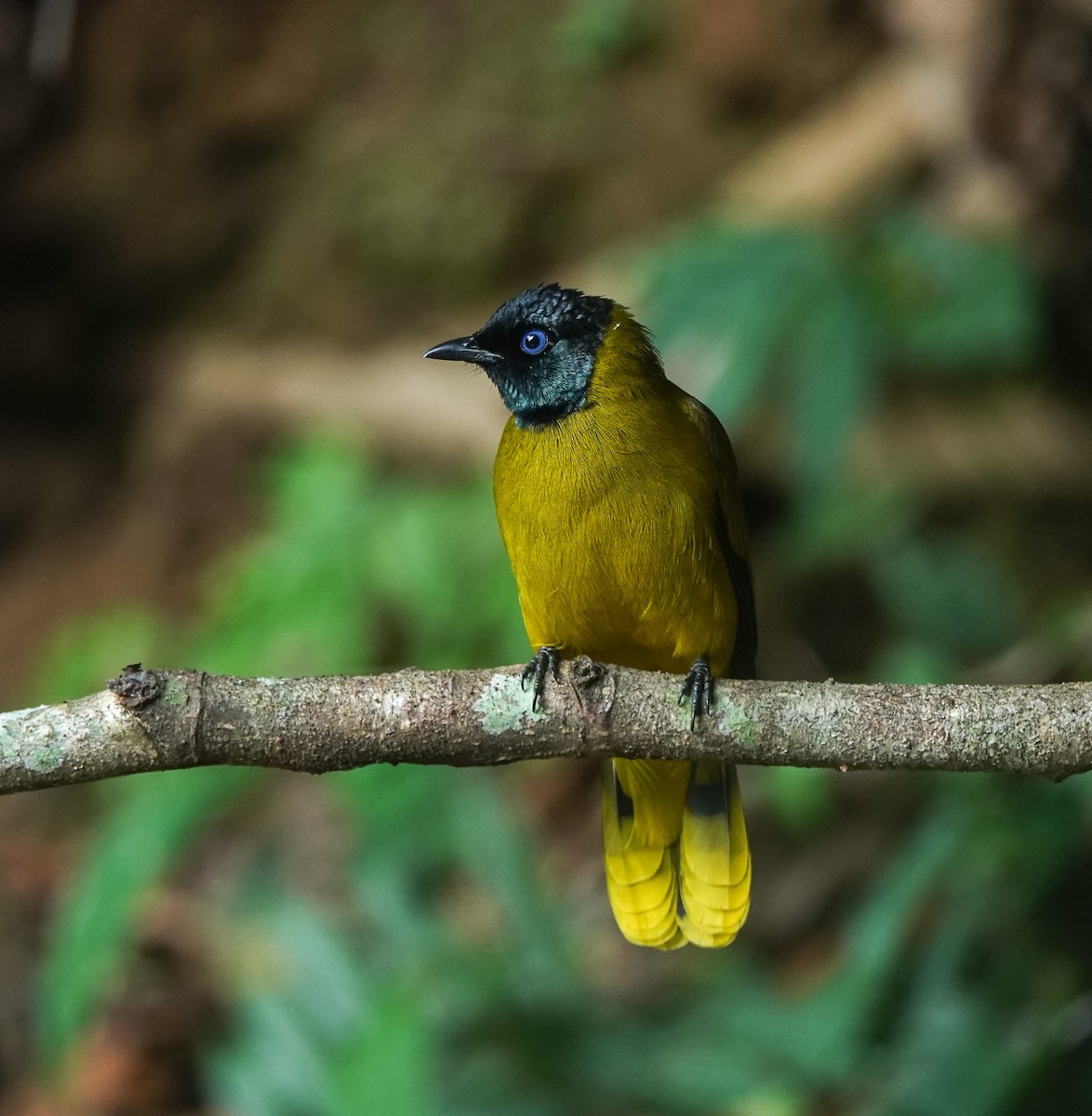 Black-headed Bulbul - ML641643340