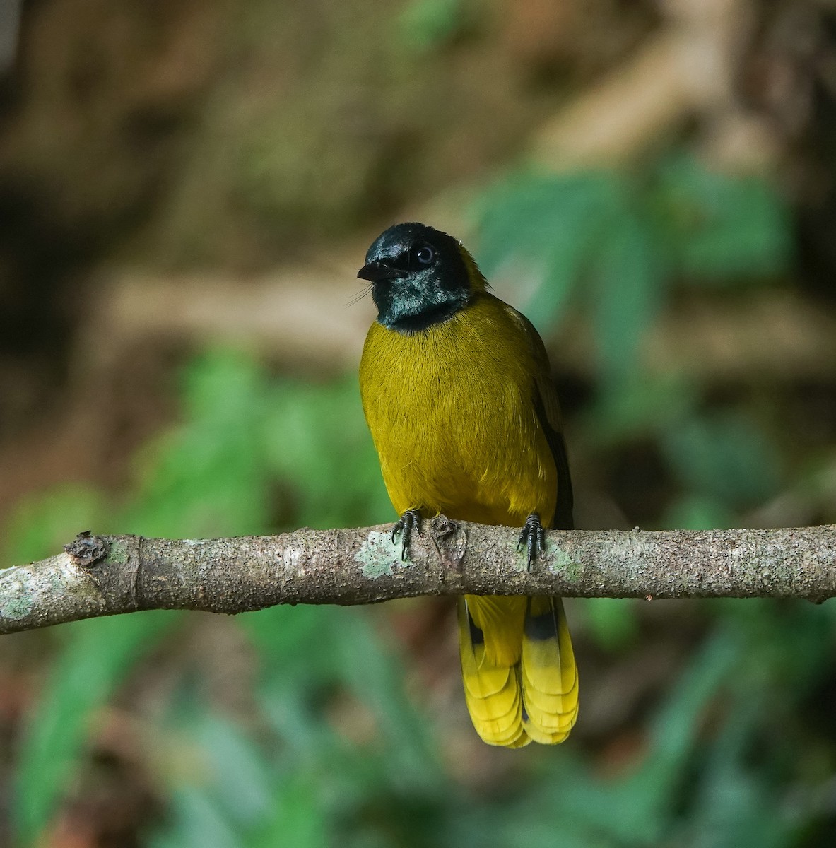 Black-headed Bulbul - ML641643341