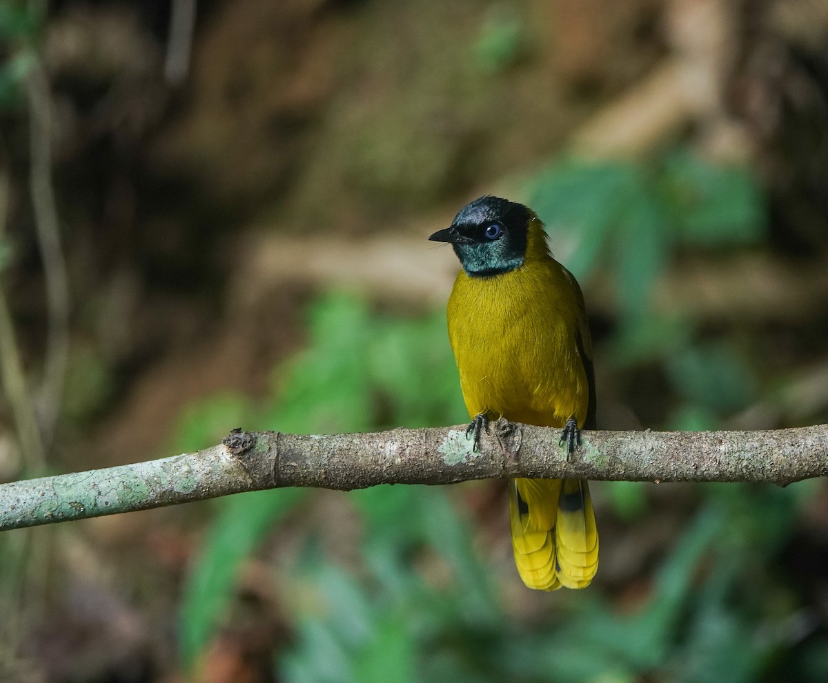 Black-headed Bulbul - ML641643342