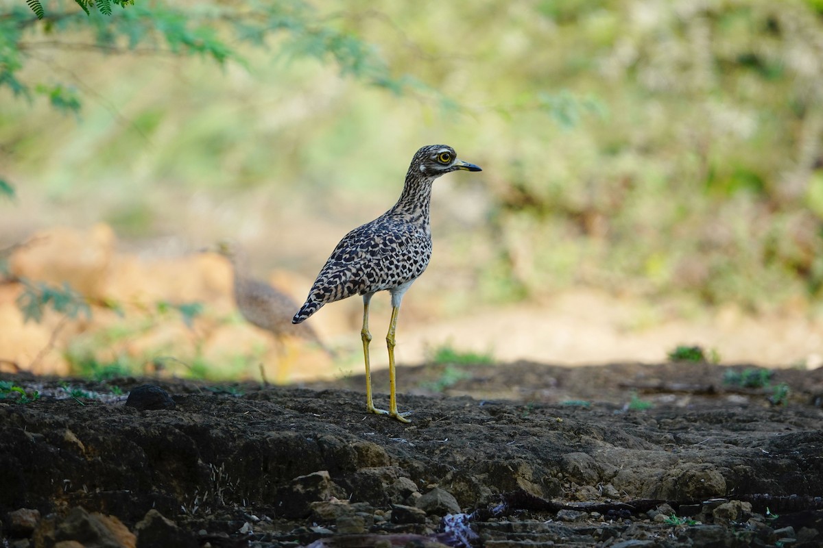 Spotted Thick-knee - ML641643360