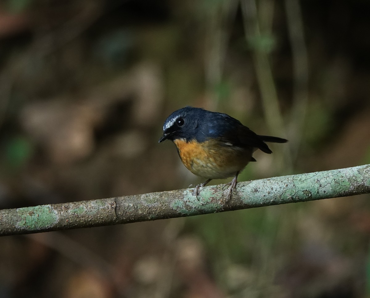 Snowy-browed Flycatcher - ML641643392