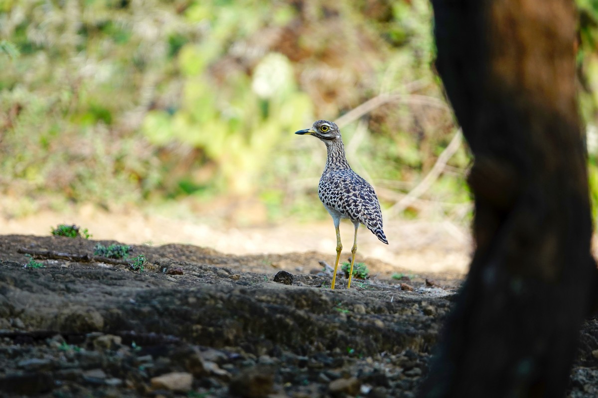 Spotted Thick-knee - ML641643409