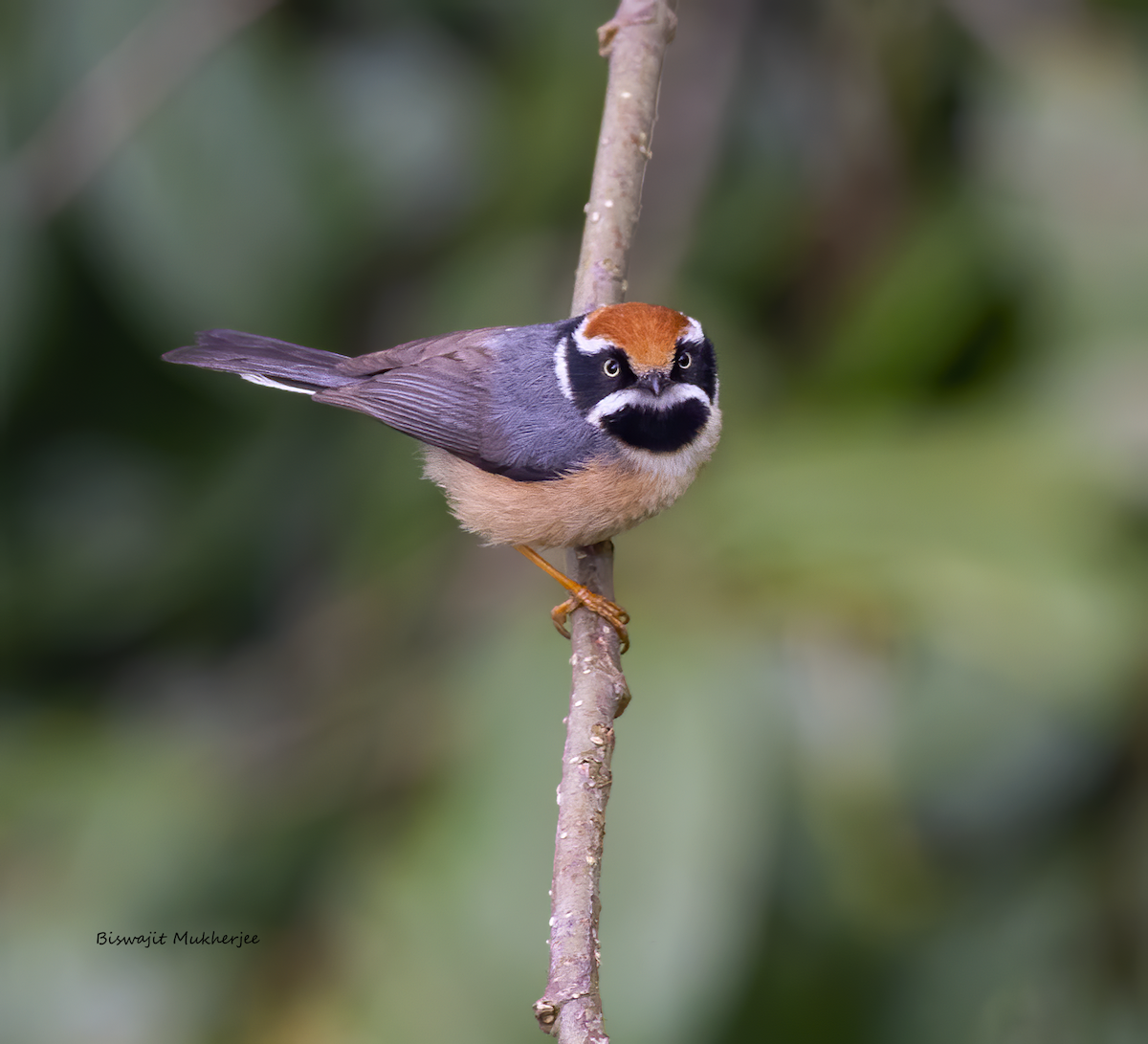 Black-throated Tit - ML641643422