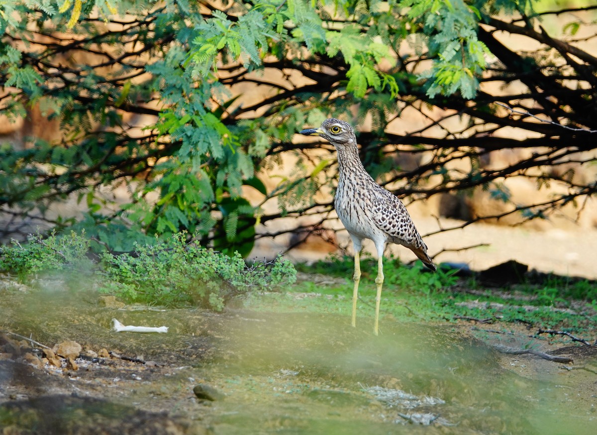 Spotted Thick-knee - ML641643441