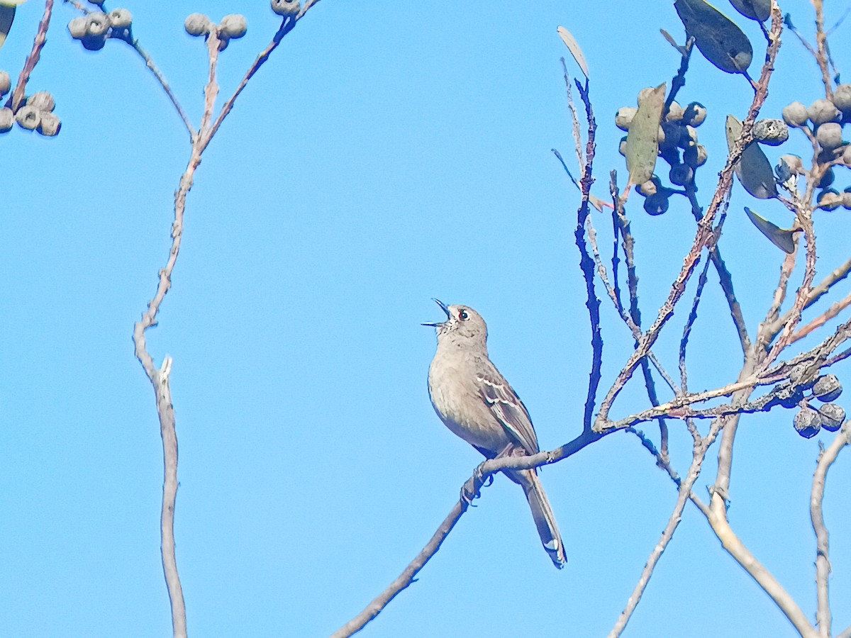 Southern Scrub-Robin - ML641643442
