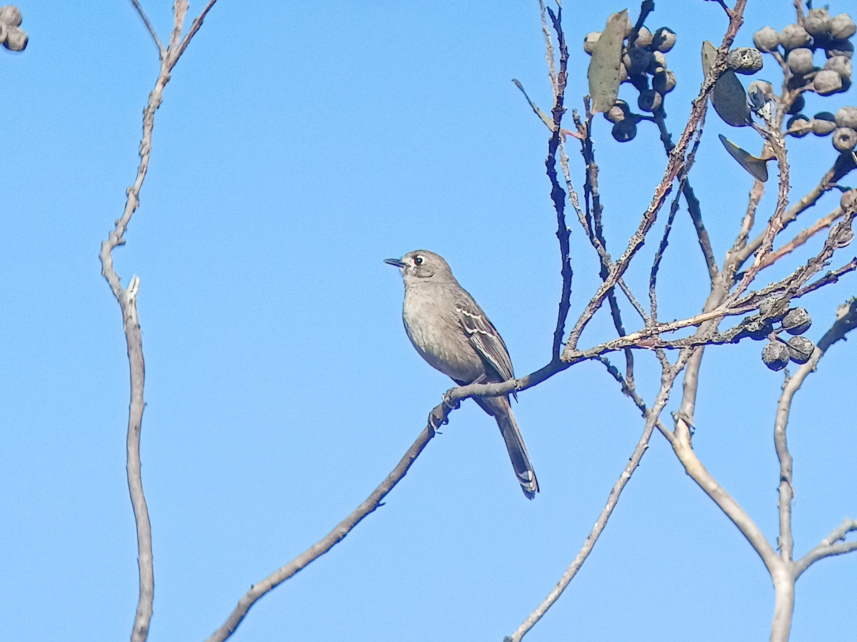 Southern Scrub-Robin - ML641643447