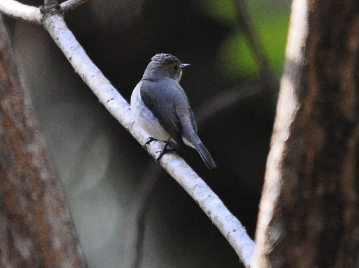 Ultramarine Flycatcher - ML641643451