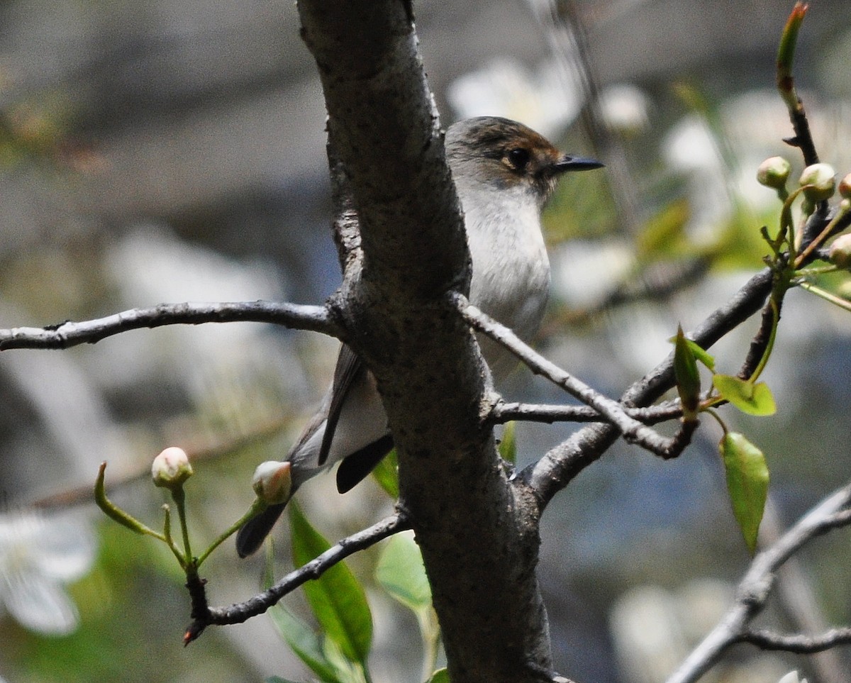 Ultramarine Flycatcher - ML641643452