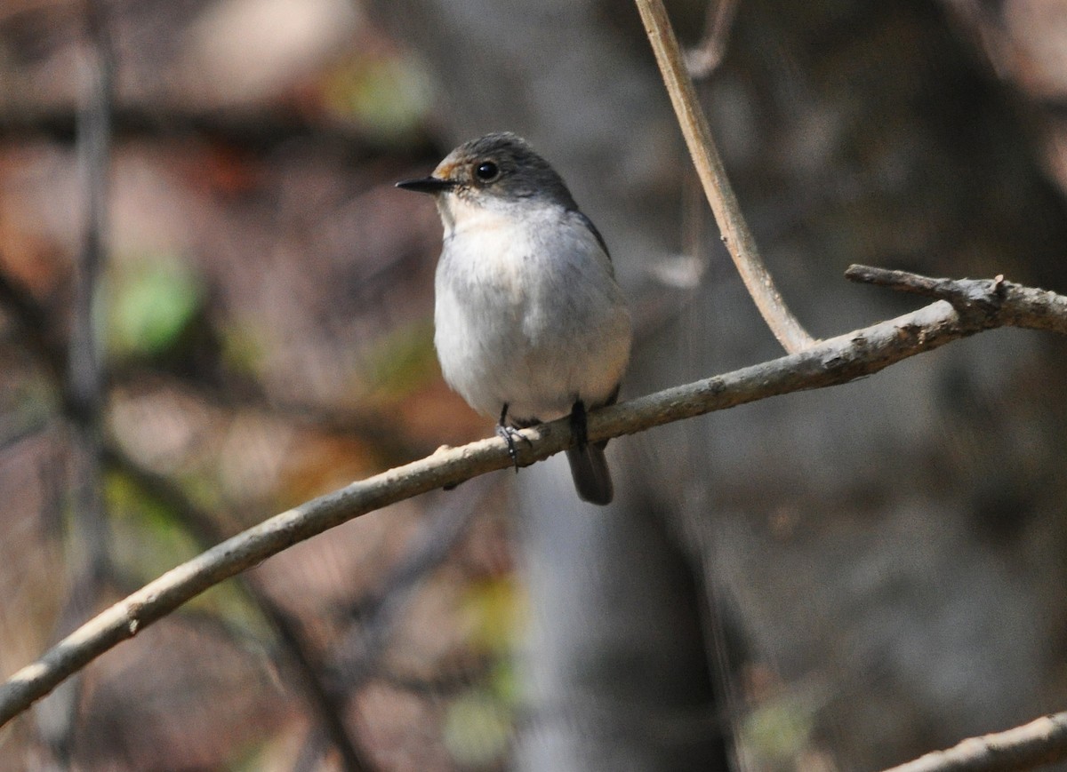 Ultramarine Flycatcher - ML641643453