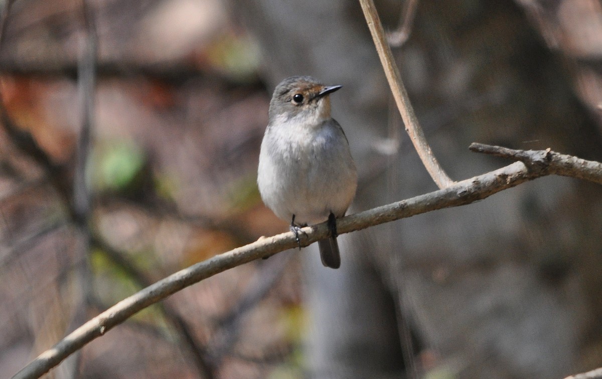 Ultramarine Flycatcher - ML641643455