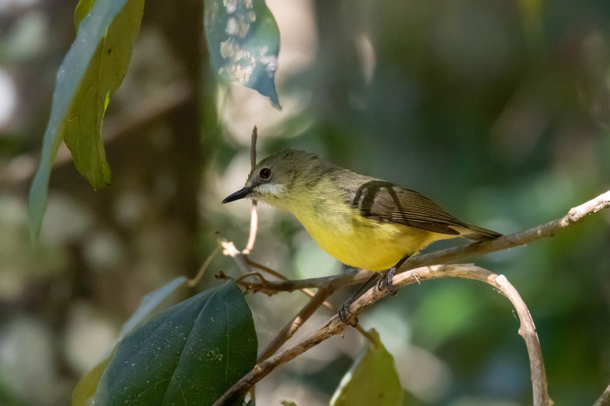 Fairy Gerygone (Fairy) - ML641643470