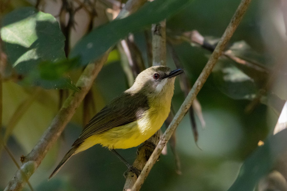 Fairy Gerygone (Fairy) - ML641643471
