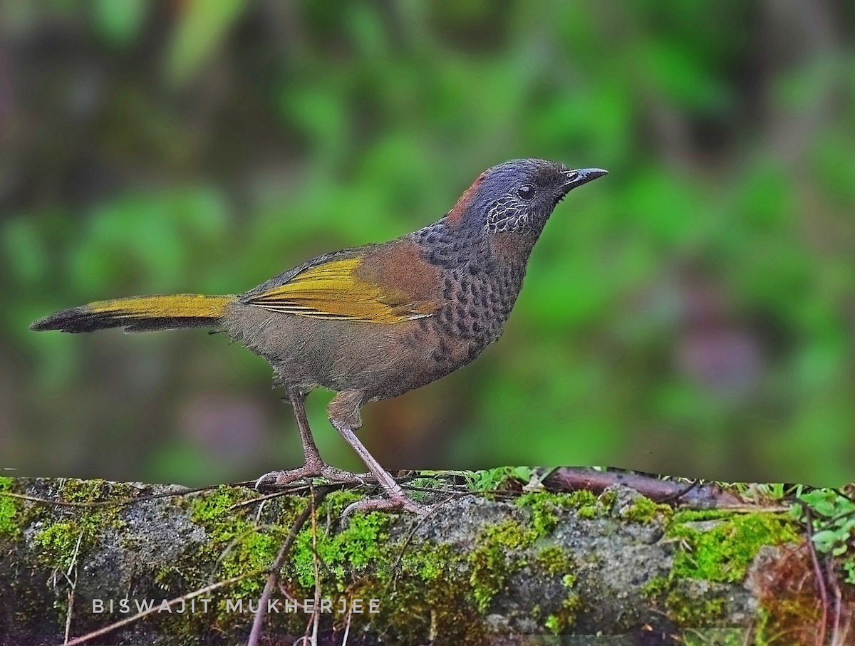 Chestnut-crowned Laughingthrush - ML641643475