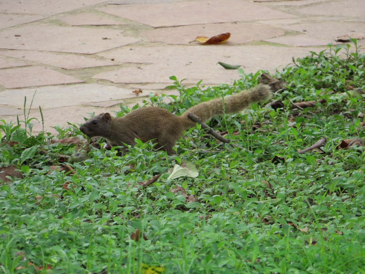 Pallas' Squirrel - ML641643493