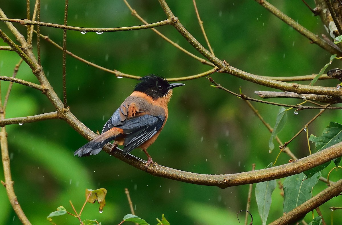 Rufous Sibia - ML641643496