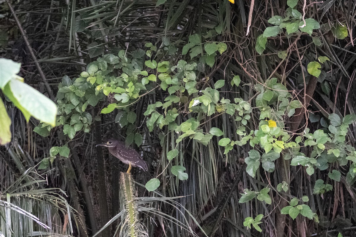 White-backed Night Heron - ML641643510