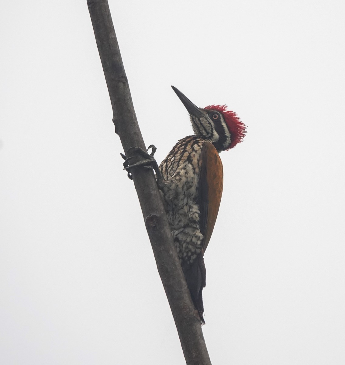 Greater Flameback - ML641643518