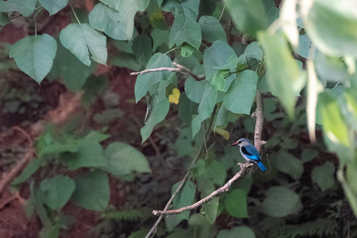 Woodland Kingfisher - ML641643533