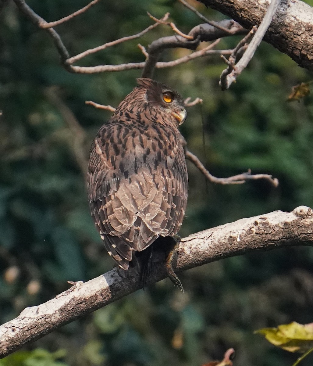Brown Fish-Owl - ML641643638
