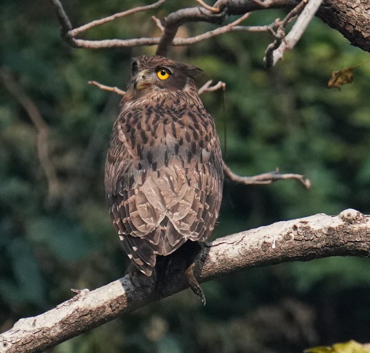 Brown Fish-Owl - ML641643639