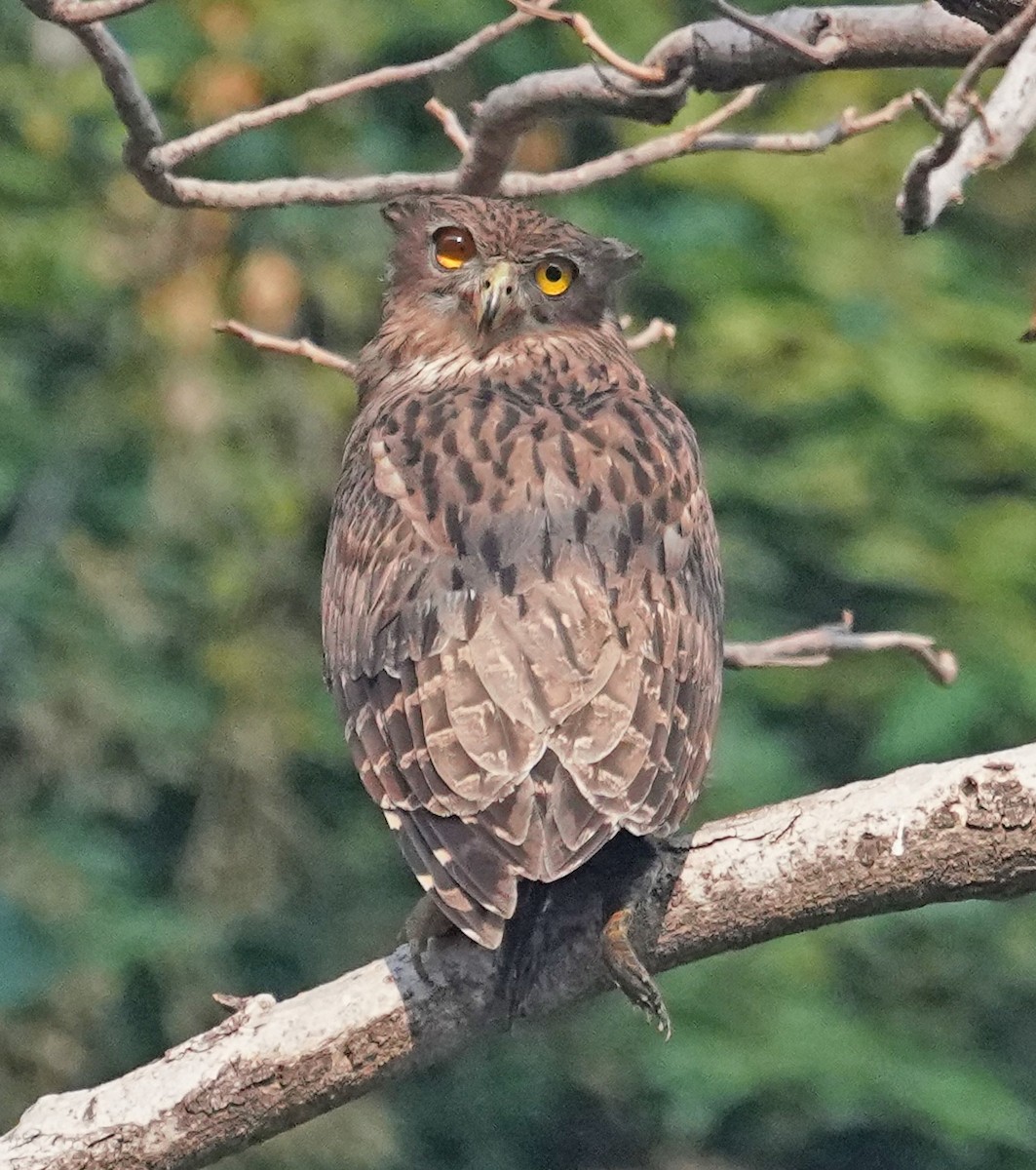 Brown Fish-Owl - ML641643640