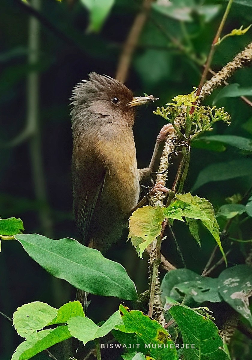 Rusty-fronted Barwing - ML641643704