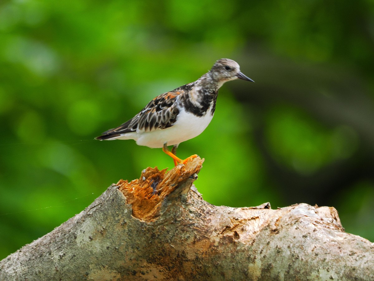 kamenáček pestrý - ML641643707