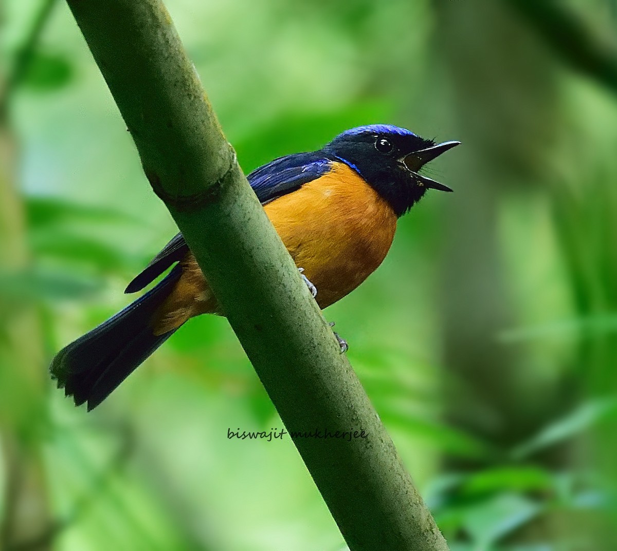 Rufous-bellied Niltava - ML641643714