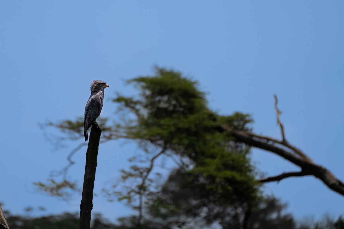 Western Banded Snake-Eagle - ML641643716