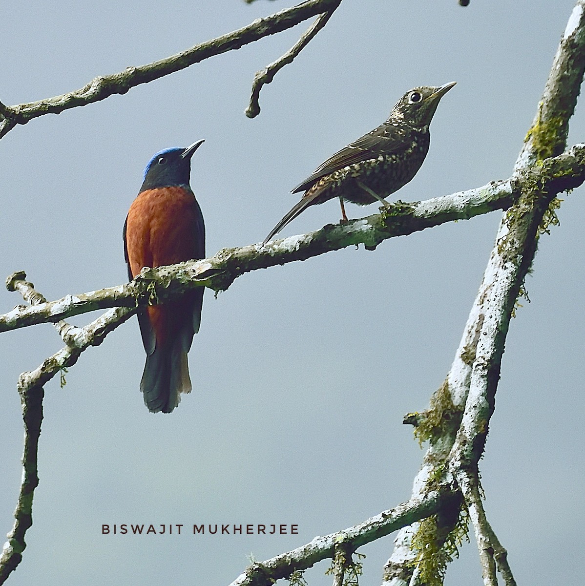 Chestnut-bellied Rock-Thrush - ML641643717