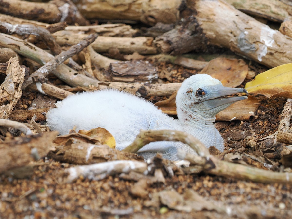 terej červenonohý - ML641643720