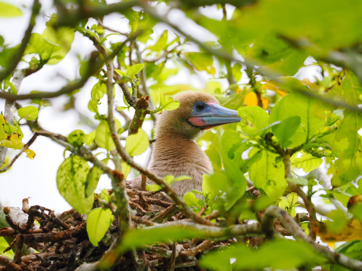 terej červenonohý - ML641643721