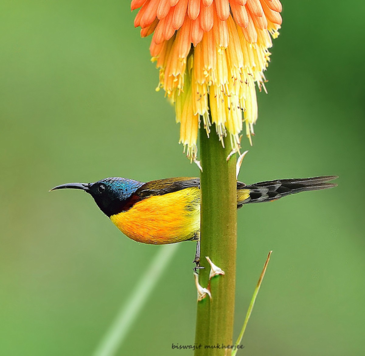 Green-tailed Sunbird - ML641643722