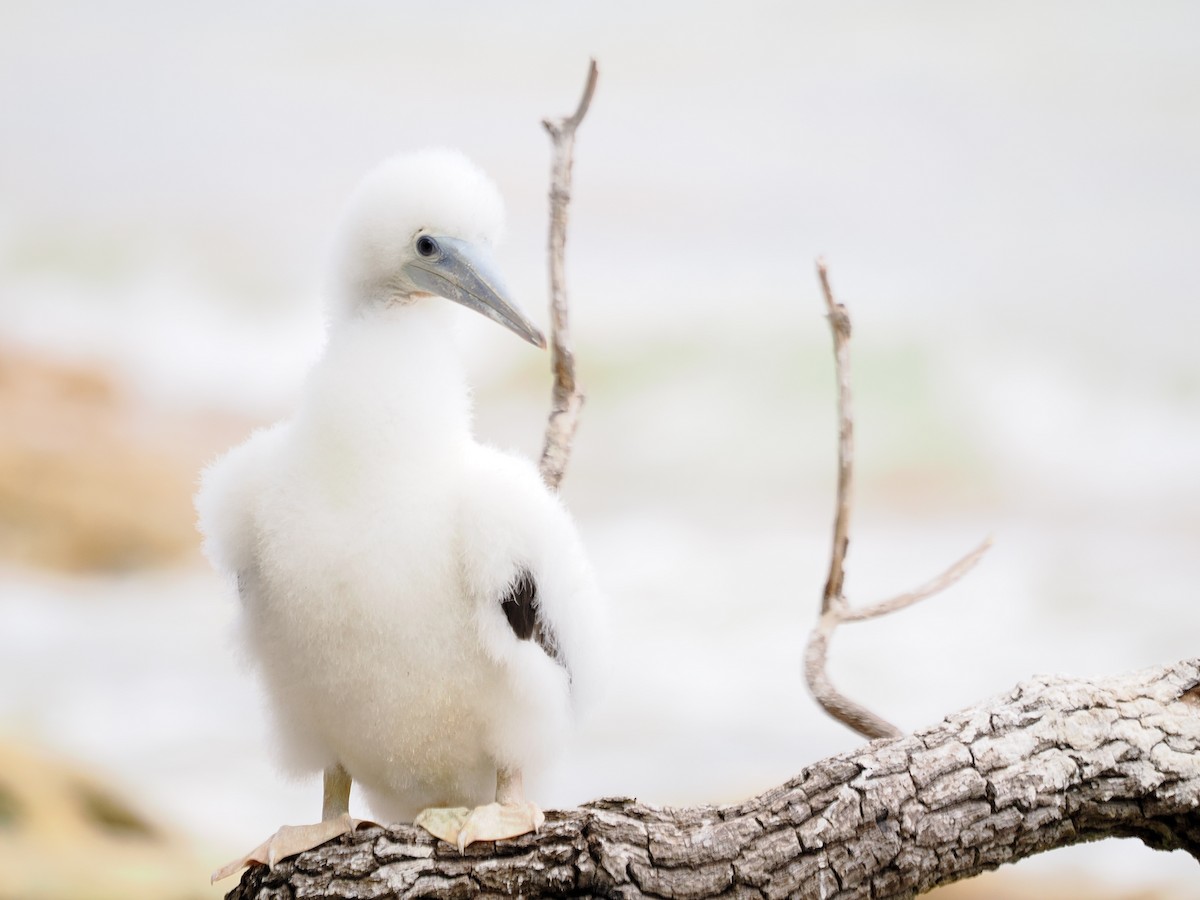 terej žlutonohý - ML641643727