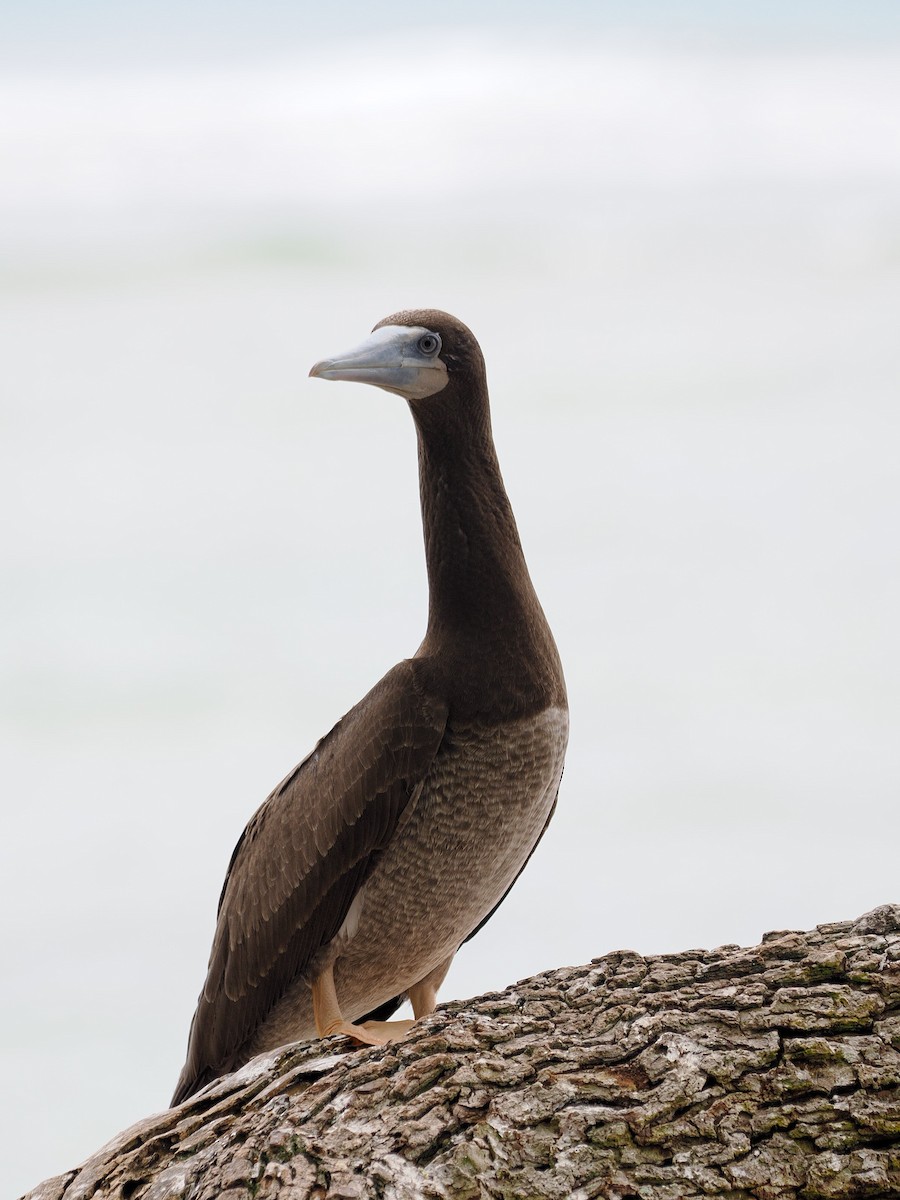 terej žlutonohý - ML641643729