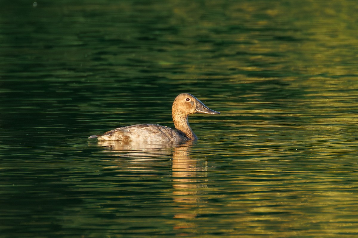 Canvasback - ML641643730