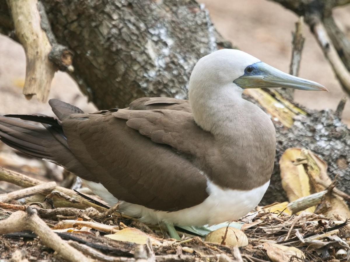 Cocos Booby - ML641643731