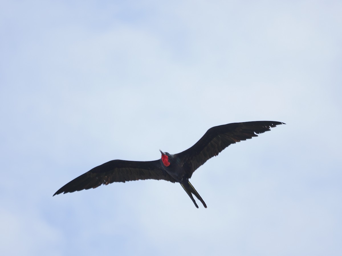 fregatka obecná - ML641643734