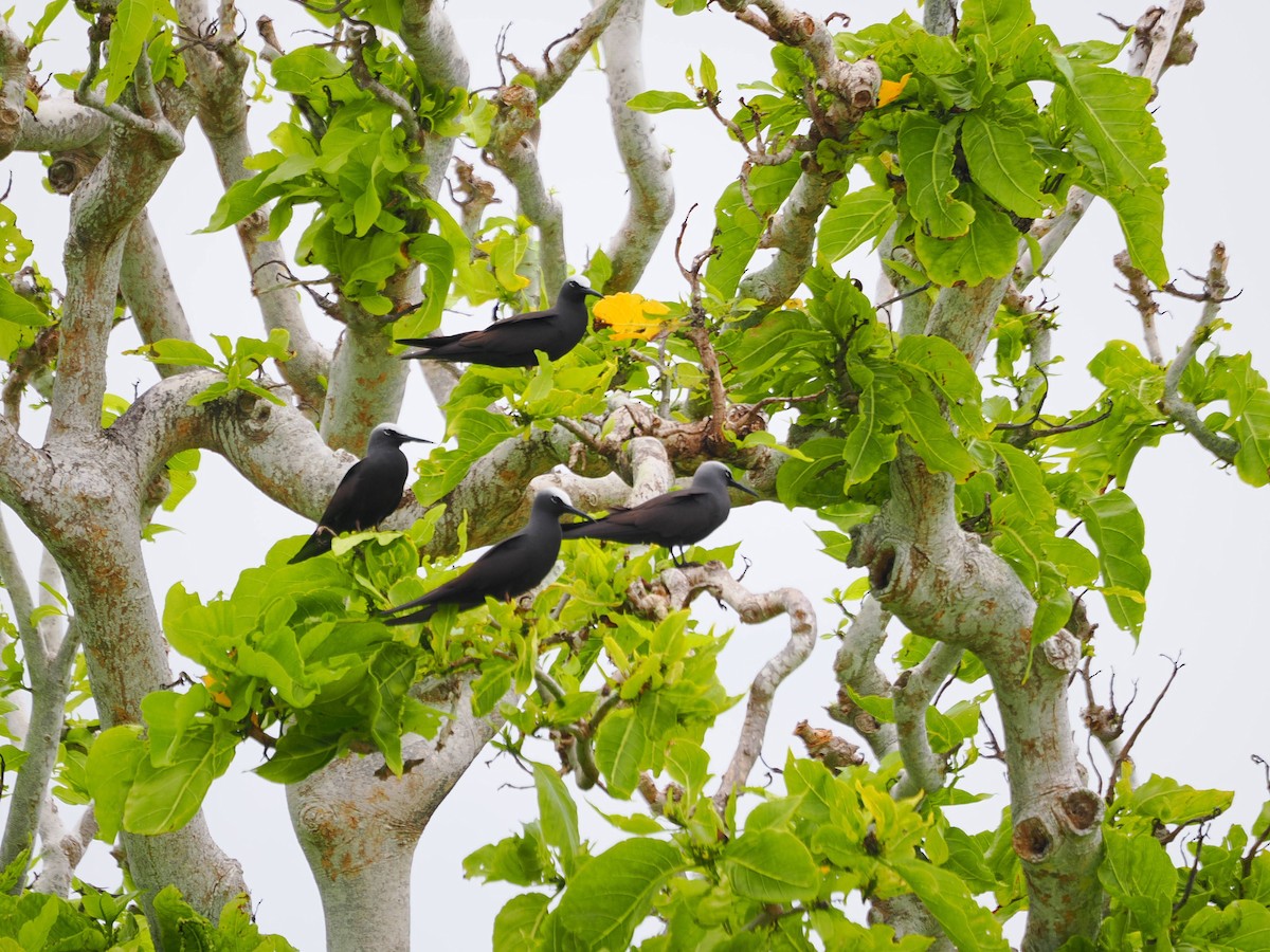 nody bělotemenný - ML641643735